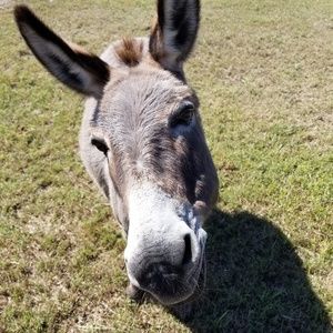 Meet your Posher, Nancy